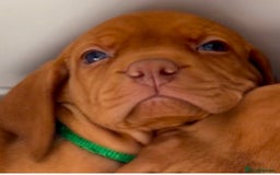 Hungarian Vizsla dogs for sale: 5 Generation Champ Pedigree KC Reg Vizsla Puppies - Image 11