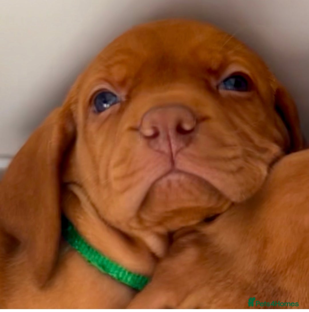 Hungarian Vizsla dogs for sale: 5 Generation Champ Pedigree KC Reg Vizsla Puppies - Image 11