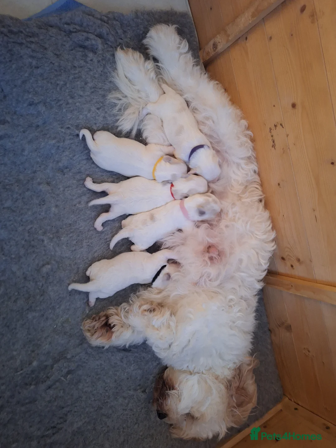 Cavachon dogs for sale: Beautiful Cavachon Puppies Needing Forever Homes - Advert 2