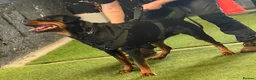 Rottweiler dogs for sale: WORLD CHAMPION CHUNKY ROTTWEILERS  - Advert 3