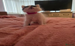 British Longhair cats for sale: Ready for their forever homes!! - Image 12