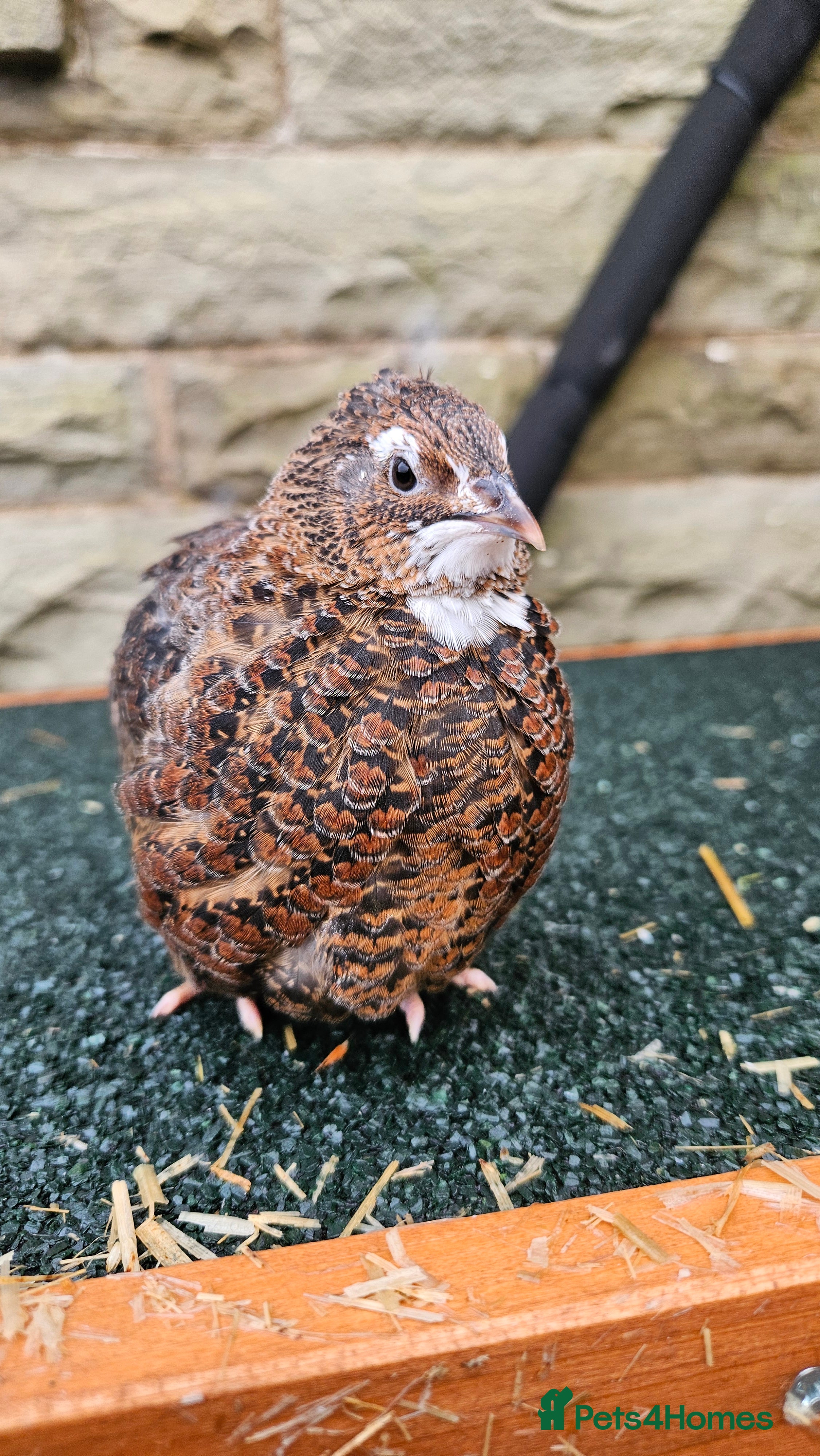 Quail poultry Japanese Quail – Young Birds Available - Advert 1