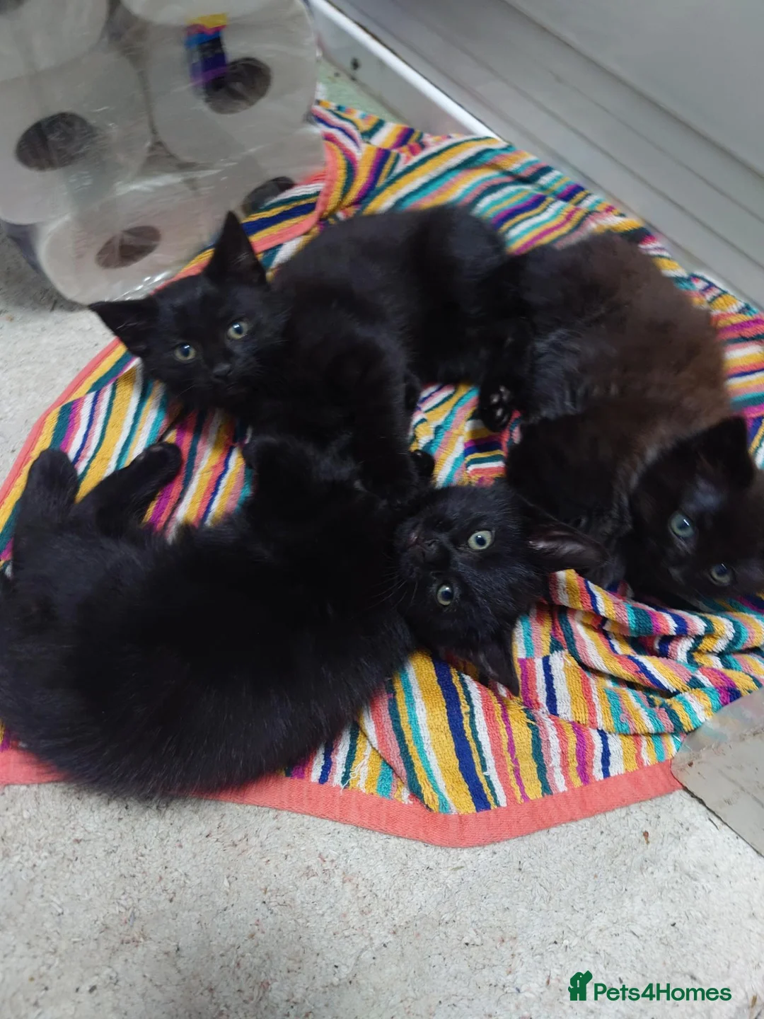 Mixed Breed cats for sale: Black kittens - Advert 2