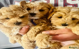 Maltipoo dogs for sale: Gorgeous apricot maltipoo - Image 2