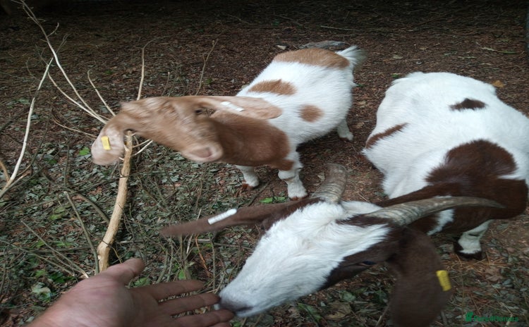 Goats livestock - Advert 1