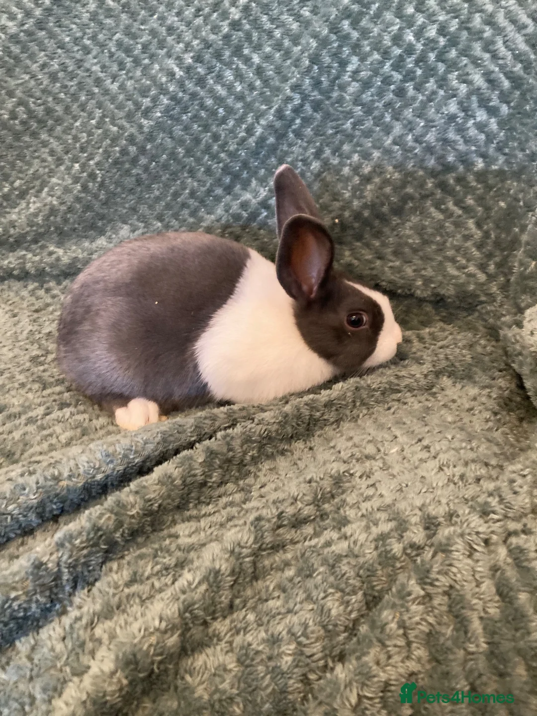 Dutch rabbits for sale: Blue Dutch  - Advert 4