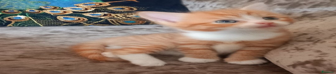 Maine Coon Kitten 2