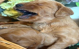 Mini Goldendoodle dogs for sale: Health tested Minature dark red/golden doodles  - Image 9