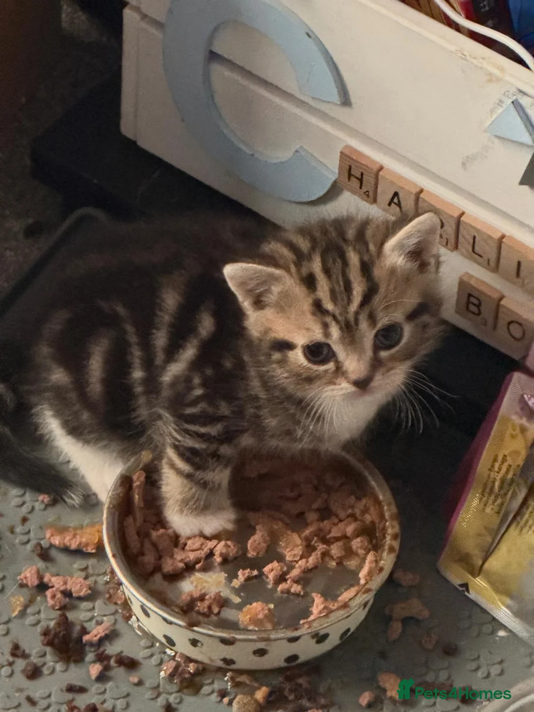 Mixed Breed cats for sale: Beautiful kittens  - Advert 2