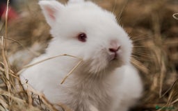 Netherland Dwarf rabbits for sale: Netherland Dwarf REW WHITE & Chinchilla GREY - Image 4