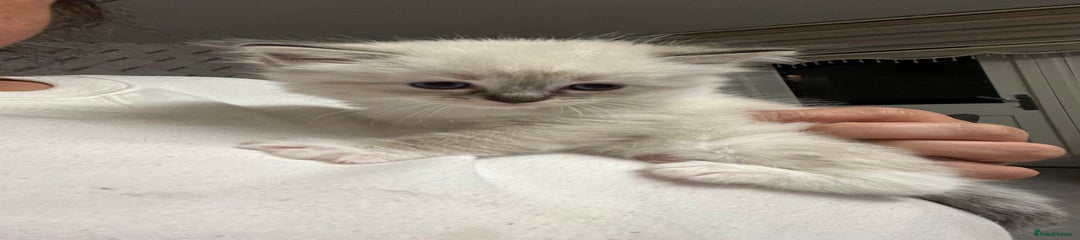 Ragdoll Kitten 5