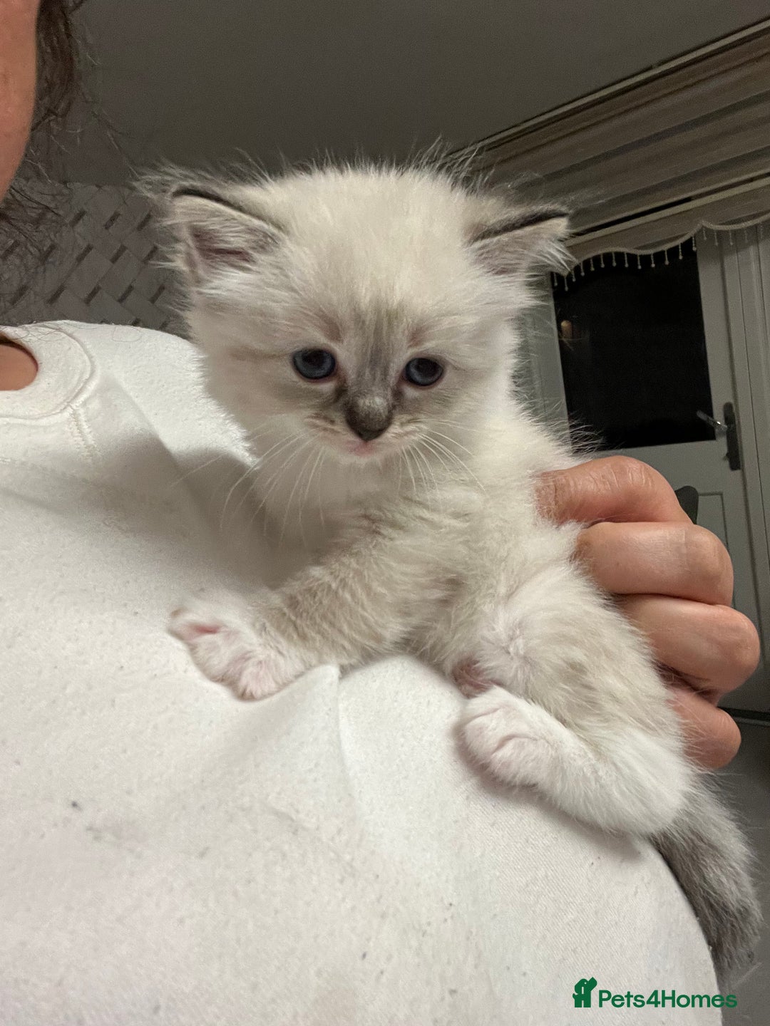 Ragdoll cats for sale: Ragdoll kittens  - Image 38
