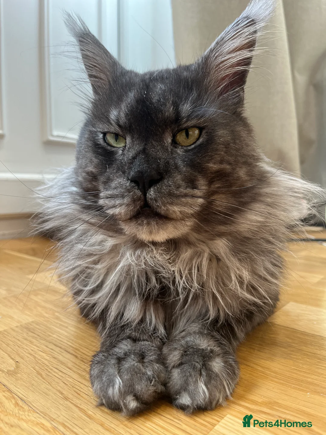 Maine Coon cats for stud: Maine Coon Stud (Russian line) in NOTTINGHAM  - Advert 11