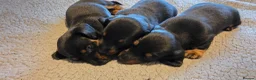 Dachshund dogs for sale: Three long haird beautiful Dachshund in Liverpool - Advert 4