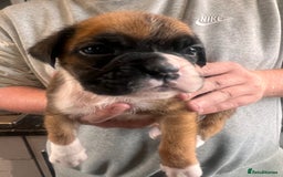 Boxer dogs for sale: Gorgeous litter of tailed and bob tailed boxers  - Image 7
