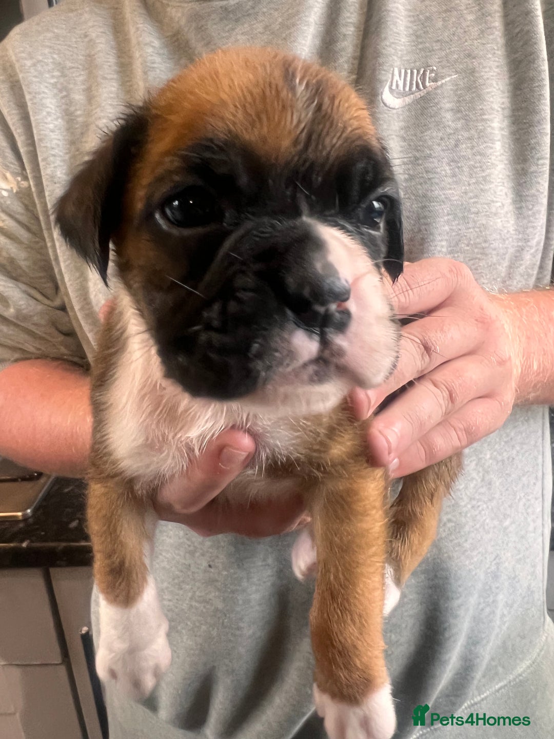 Boxer dogs for sale: Gorgeous litter of tailed and bob tailed boxers  - Image 7