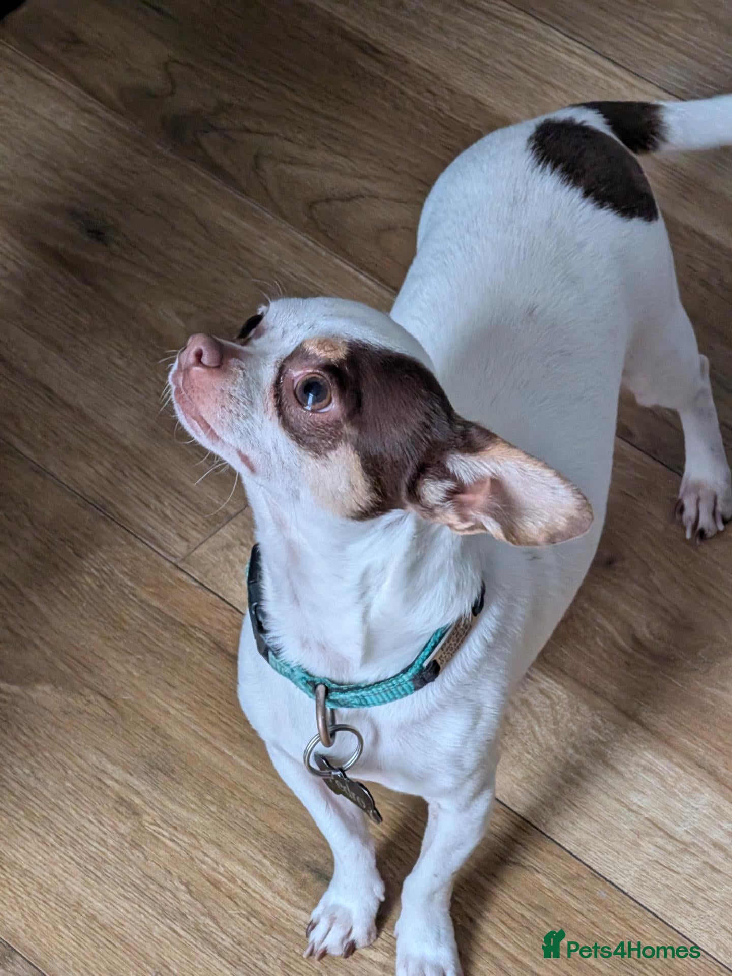 Chihuahua dogs Apple Head Chihuahua - Advert 1