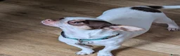 Chihuahua dogs for sale: Apple Head Chihuahua - Advert 1