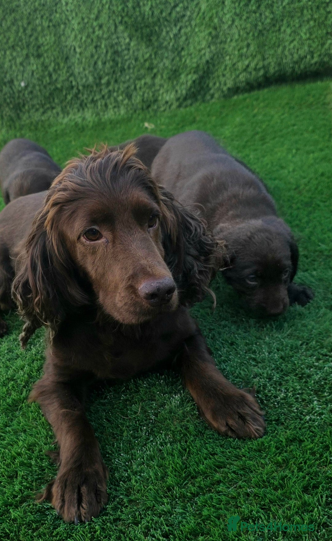 Cockerdor dogs for sale: READY NOW CHOCOLATE COCKERDORS - Image 10