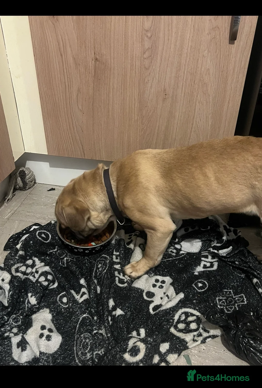 Frug dogs for sale: Dexter - Advert 4