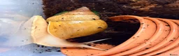 Snails invertebrates for sale: Giant African Land Snail  - Advert 1