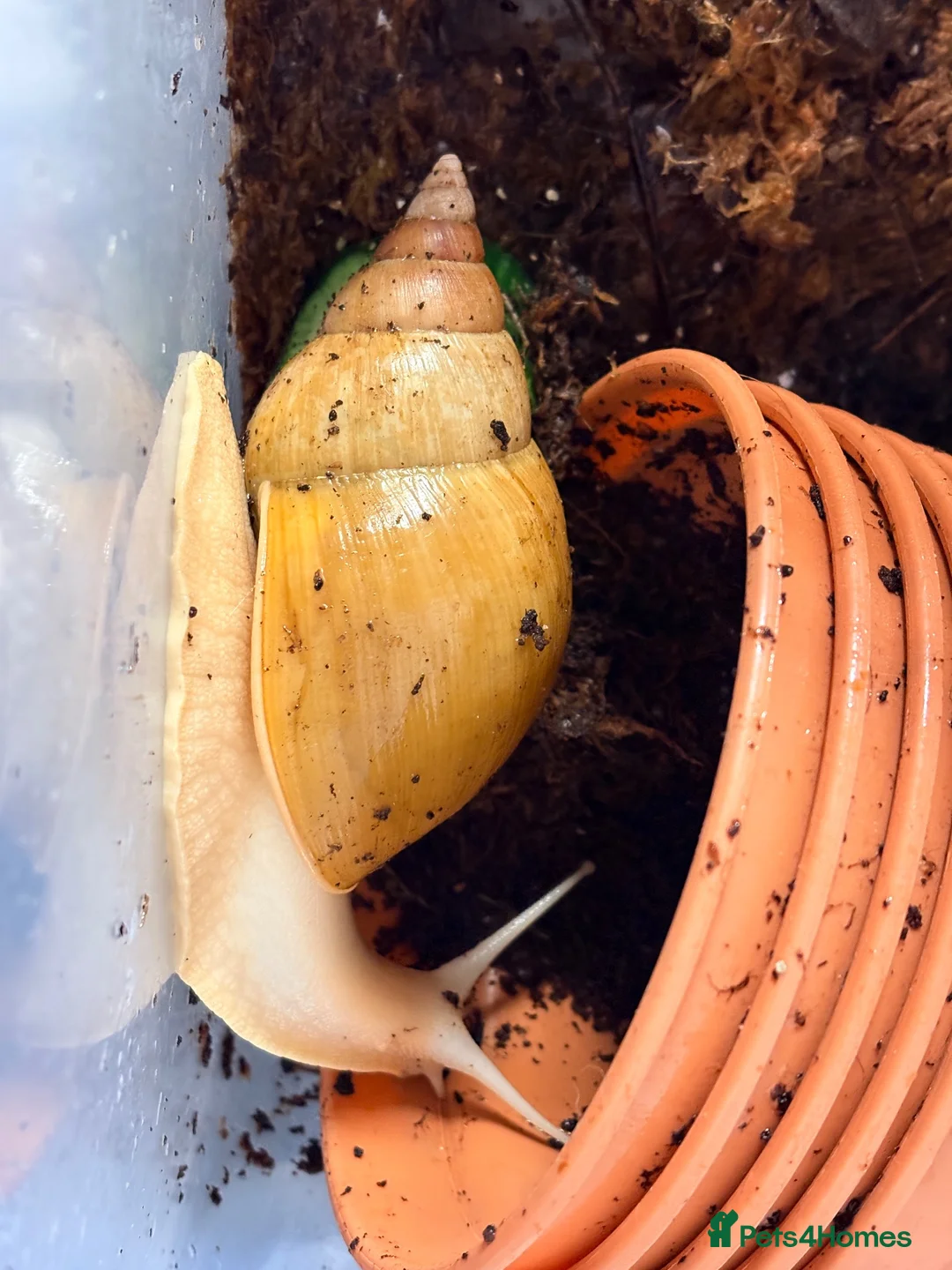 Snails invertebrates for sale: Giant African Land Snail  - Advert 1