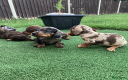 Dachshund dogs for sale: Dachshund puppies - Image 5
