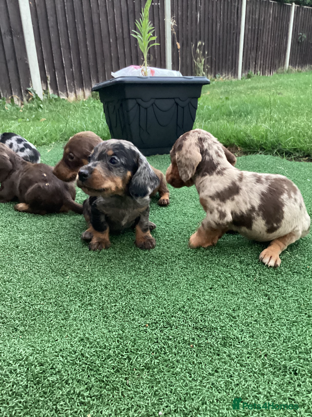 Dachshund dogs for sale: Dachshund puppies - Image 5