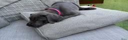Great Dane dogs for sale: Ready to go! Blue Great Danes - 2 Girls Remaining! - Advert 29