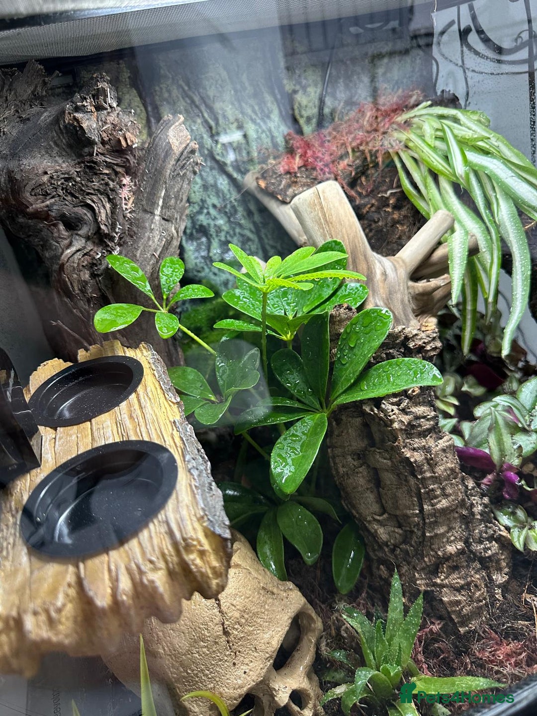 Gecko reptiles for sale: Male Crested Gecko & Bioactive Terrarium  - Image 4