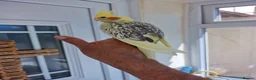 Cockatiels birds for sale: Super Silly hand tamed baby cockatiel - Advert 5