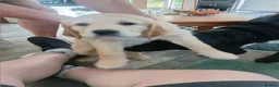 Labrador Retriever dogs for sale: Golden Lab Puppies in Carmarthen - Advert 7
