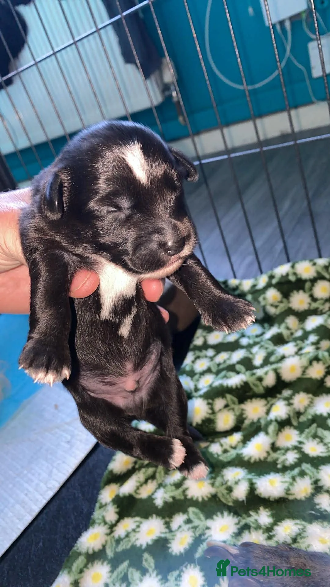 Mixed Breed dogs for sale: Whippet cross toy poodle   - Advert 2