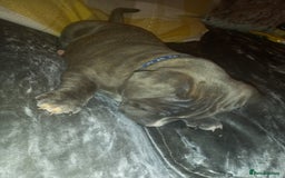 Staffordshire Bull Terrier dogs for sale: Blue brindle boy for sale - Image 5