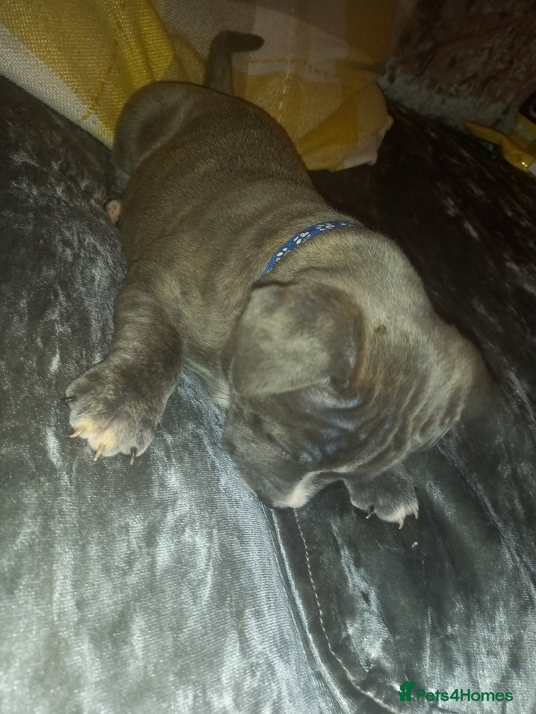 Staffordshire Bull Terrier dogs for sale: Blue brindle boy for sale - Image 5