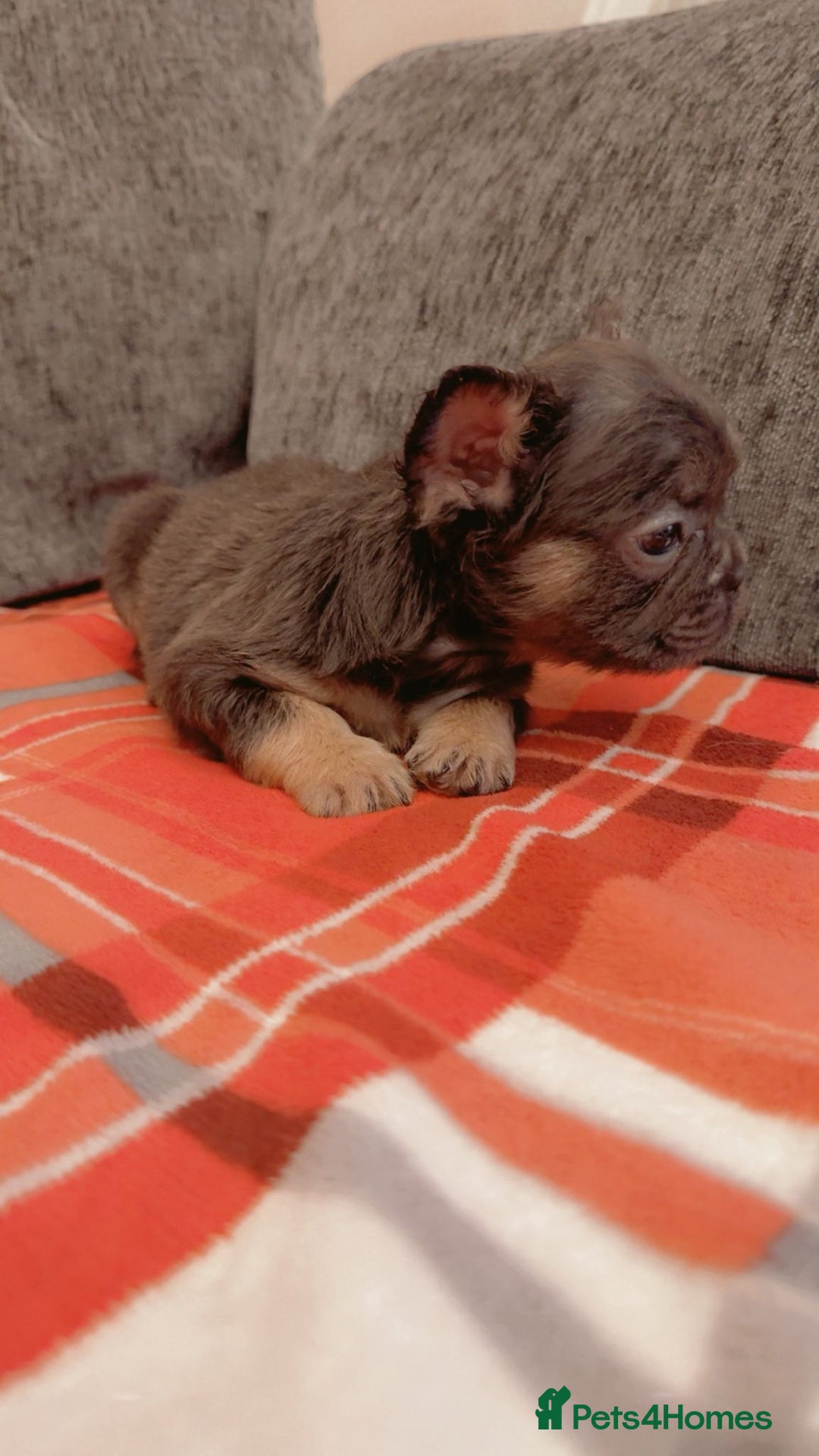 French Bulldog dogs for sale: Full fluffy French bulldogs Pink  - Advert 15