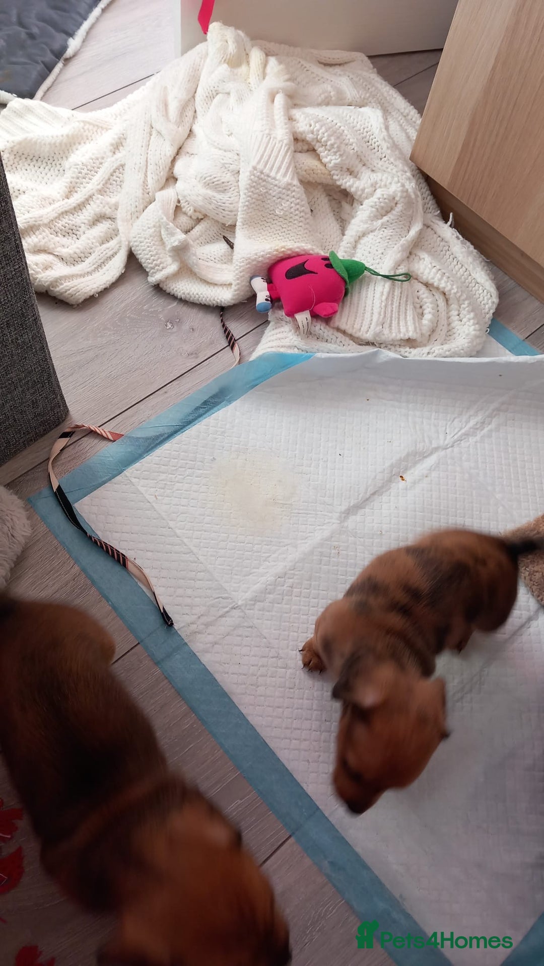 Chiweenie dogs for sale: Two beautiful puppy’s male - Advert 4