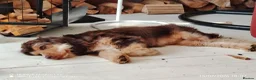 Cocker Spaniel dogs for sale: A beautiful 6 month pup looking for her new home - Advert 5