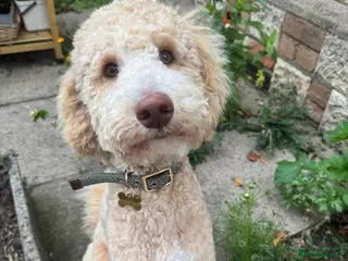 Poodle dogs Looking for a Lady! - Advert 2