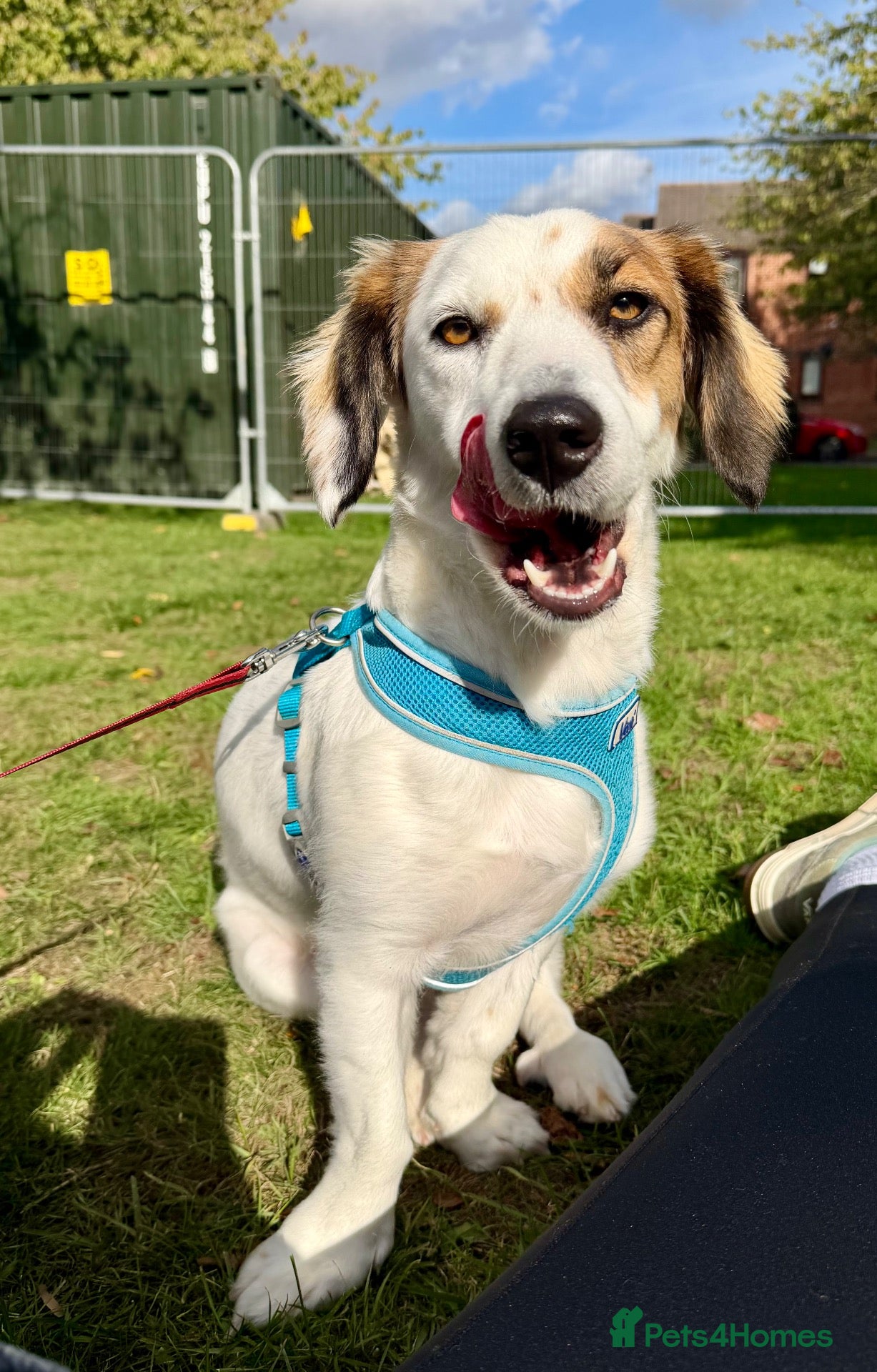 Mixed Breed dogs Mabel Needs You  - Advert 2