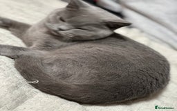 Scottish Fold cats for sale: Luna cute girl - Image 6