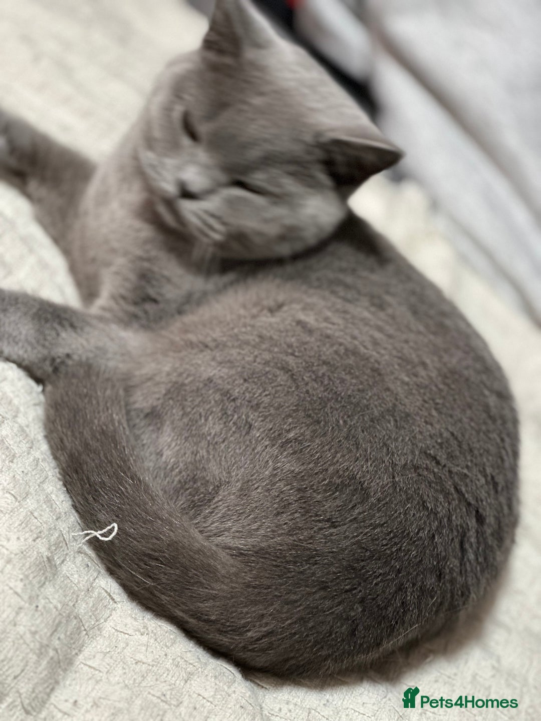 Scottish Fold cats for sale: Luna cute girl - Image 6