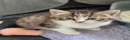 Mixed Breed cats for sale: Adorable kittens for sale  - Advert 9