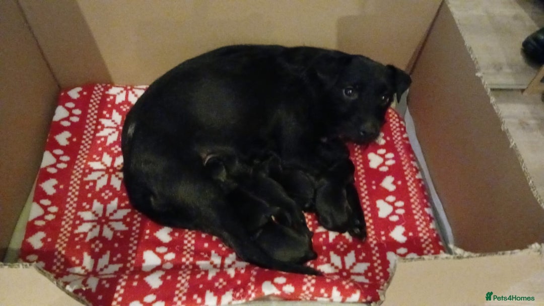 Patterdale Terrier dogs for sale: Nuttall and brae buck patterdale Terrier pups  - Advert 7