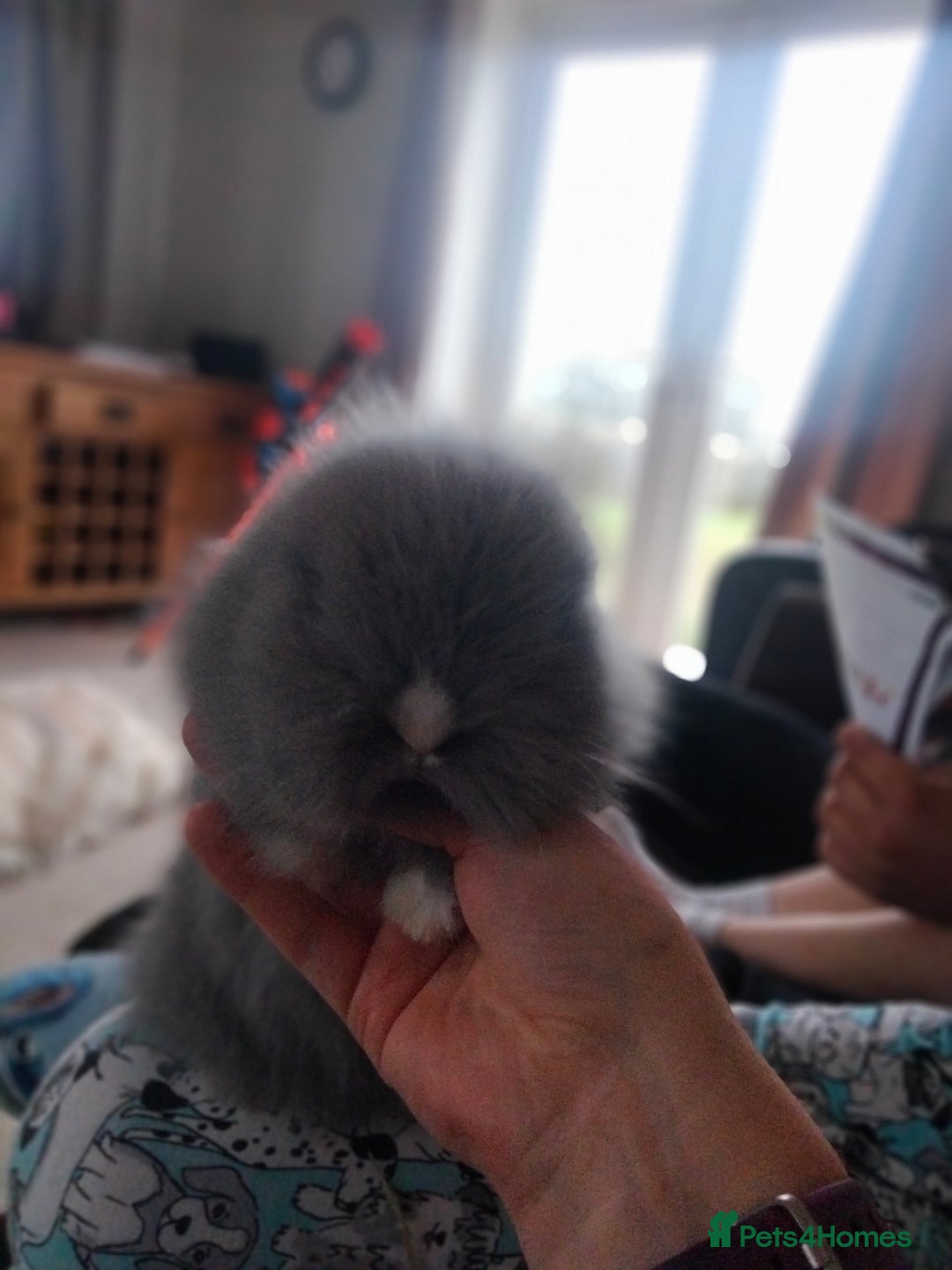 Lionhead rabbits for sale: Teddy lionheads  - Advert 8