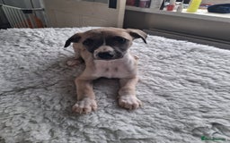 Whippet dogs for sale: Stunning whippet pups - Image 10