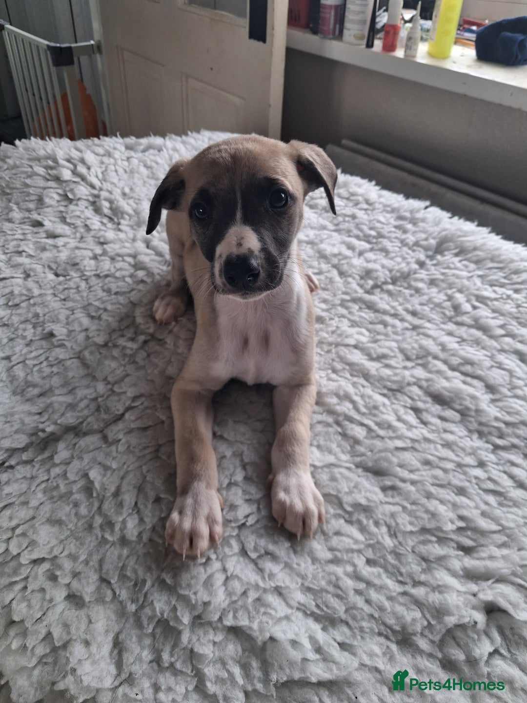 Whippet dogs for sale: Stunning whippet pups - Image 10