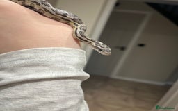 Mixed Breed reptiles for sale: Lots of reptiles for rehome! - Image 6