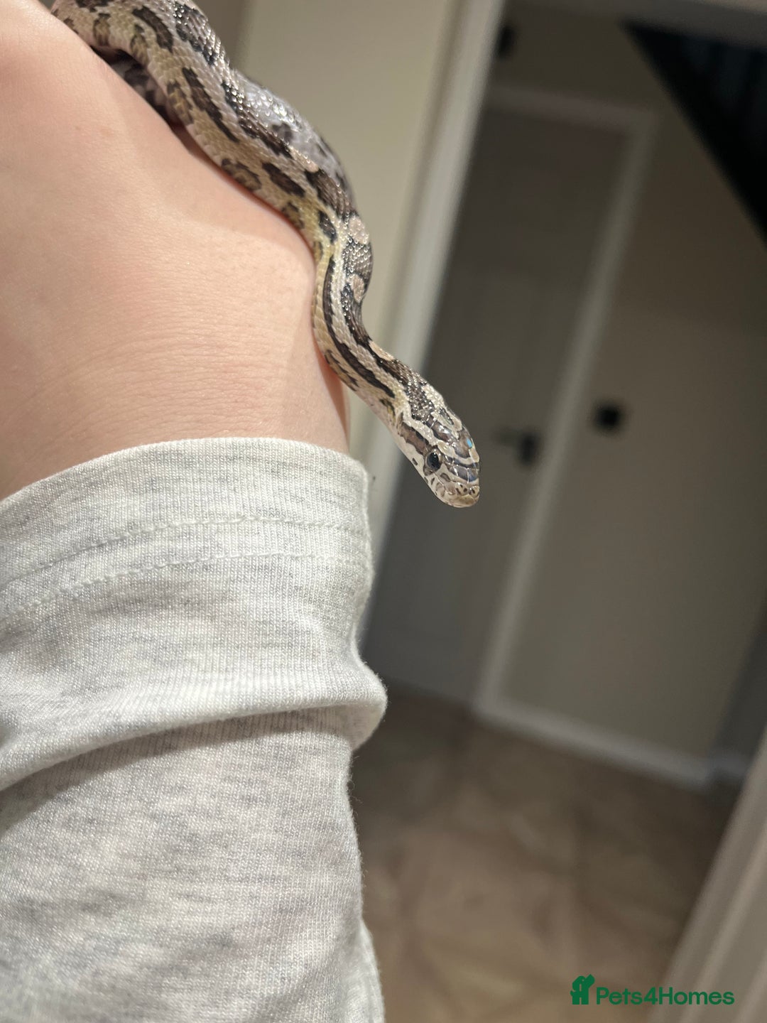 Mixed Breed reptiles for sale: Lots of reptiles for rehome! - Image 6