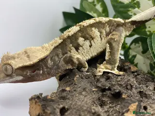 Gecko reptiles for sale: Crested gecko collection for sale - Proven Adults - Advert 1
